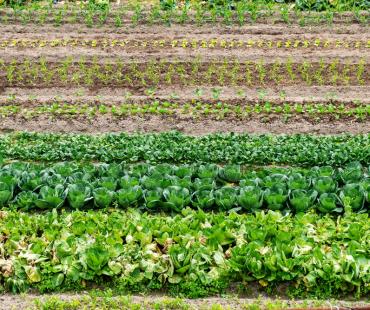 微电影《一垄地》正式上线！