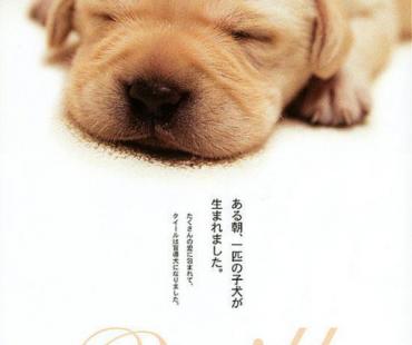 《导盲犬小Q》导演崔洋一因膀胱癌去世 享年73岁